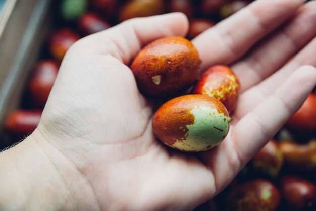 Ripe broun jujube chinese dates on the hand, close up.