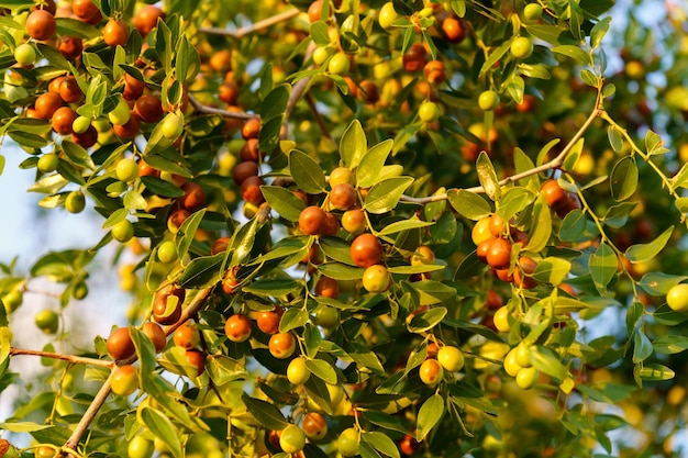 中国のナツメヤシの枝に葉を持つ熟した茶色の Ziziphus ナツメの果実、自然の概念