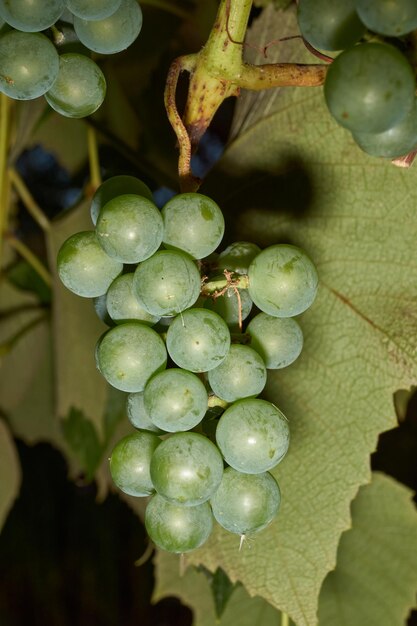 Ripe bunch of grapes The grapes are ripe in the garden