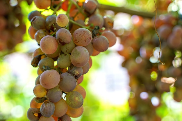 A ripe bunch of grapes hanging from a vine