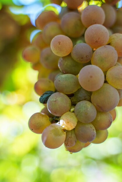 A ripe bunch of grapes hanging from a vine