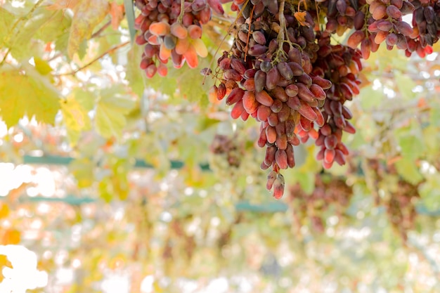 Ripe bunch of red grapes on vine