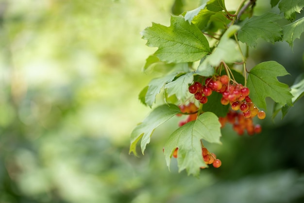 Ripe bunch of viburnum on a green blurred backgroundx9