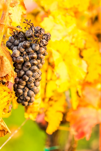 Ripe bunches of dark red grapes under nice light during sunrise, autumn harvesting of grapes