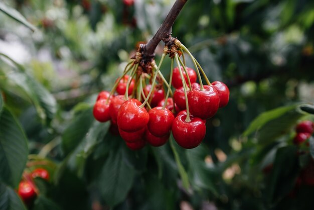 Ripe bunches of red cherries on the branches of a tree.