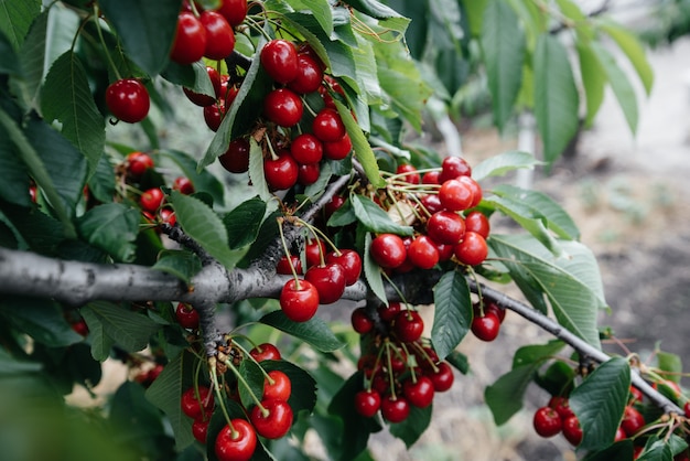 Ripe bunches of red cherries on the branches of a tree.