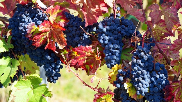 Ripe bunches of sweet grapes.