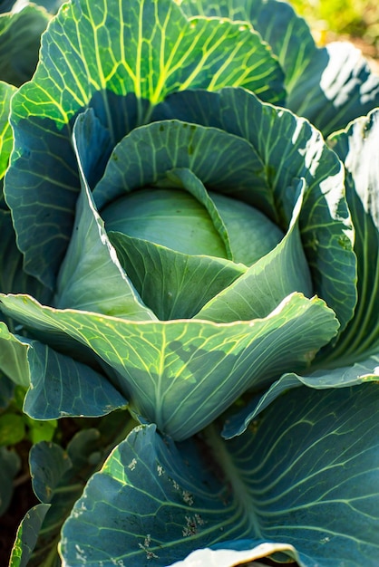 Cavolo maturo nei prodotti ecologici del giardino