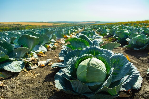 Ripe cabbage with a blue tint growing in rows in the field.