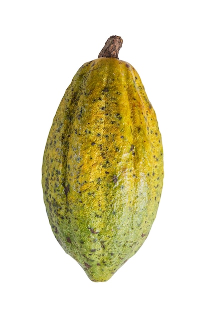 Ripe cacao fruit isolated on white background