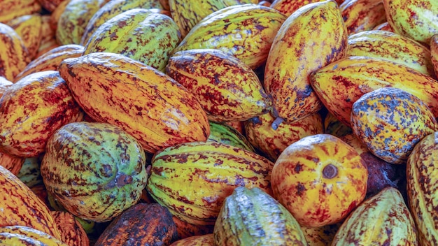 Ripe cacao pods or yellow cacao fruit Harvest cocoa beans to send to the chocolate factory