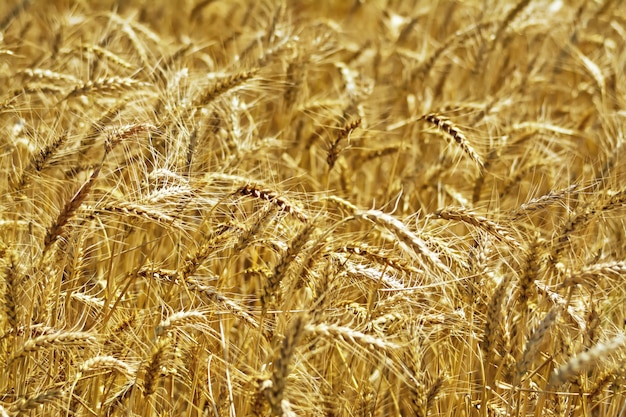 Ripe cereal ears on the background of the field