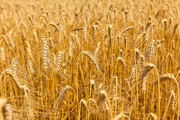 Campo di cereali maturi girato con una messa a fuoco selettiva