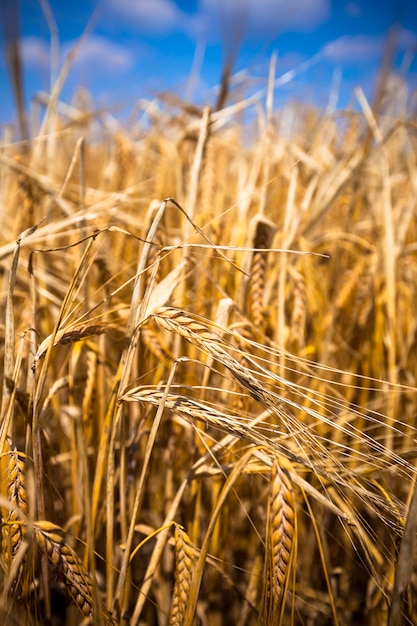 Campo di cereali maturi