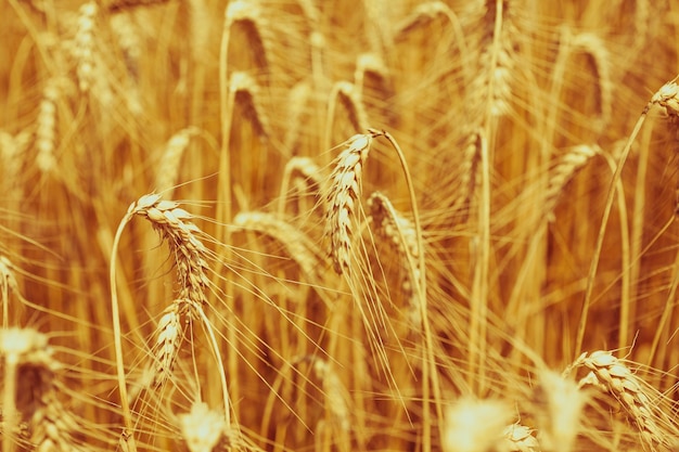 Campo di cereali maturi