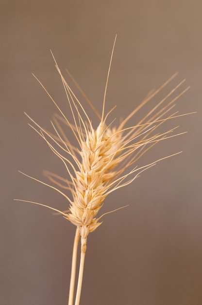 Ripe cereal fields awaiting harvest