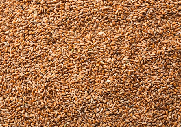 Photo ripe cereal grains as background