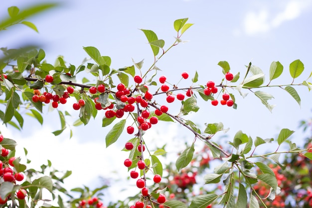 Спелые вишни. Красные спелые вишни на ветке вишневого дерева на фоне зеленых листьев и голубого неба. Урожай. натуральный продукт