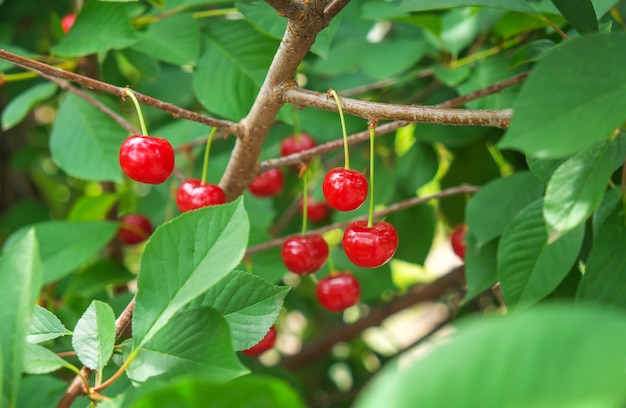 Ripe cherries fruit on tree in orchard at summer.