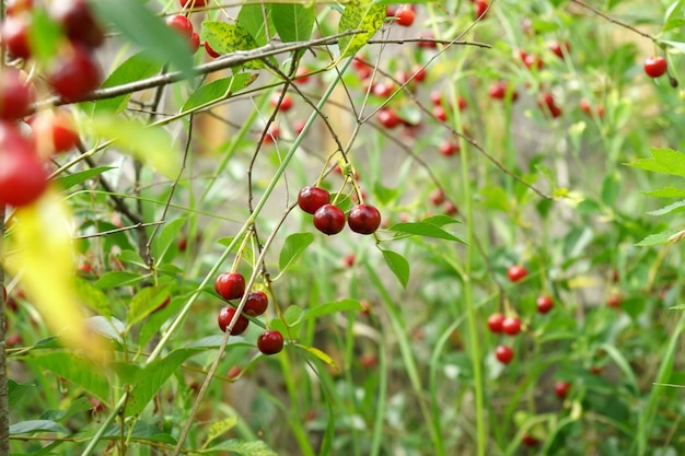 Ripe cherries in the garden Beautiful red berries on a background of green foliage