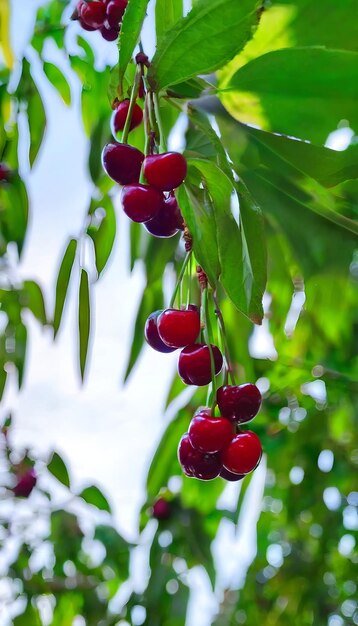 Photo ripe cherries in the garden