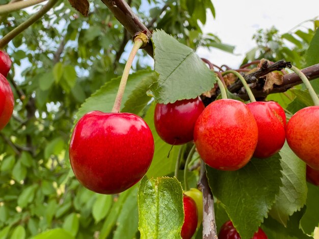 Ripe cherries hanging on a branch