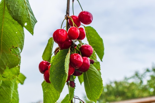 Ripe cherries hanging on a cherry tree branch against green background