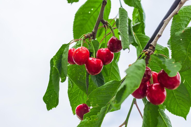Photo ripe cherries hanging on a cherry tree branch against green background