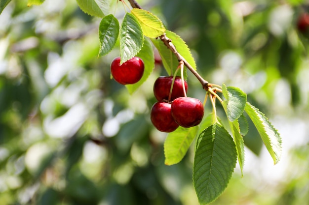 Ripe cherries hanging on a cherry tree branch Sunrays on fruits growing in organic cherry orchard