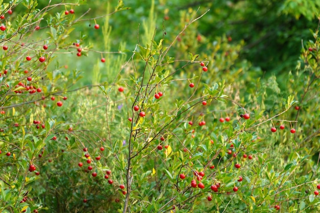 Ripe cherries on a tree branch Cherries hang on a branch of a cherry tree Cherry tree in the garden Selective focus