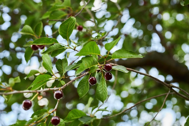 나뭇가지에 익은 체리 체리는 벚나무 가지에 매달려 있다