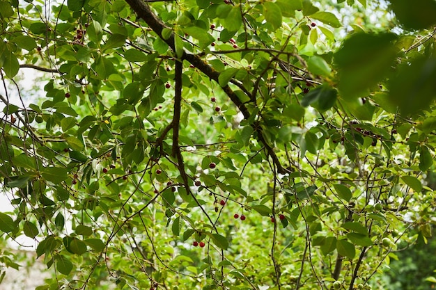 ripe cherries on a tree branch Cherries hang on a branch of a cherry tree