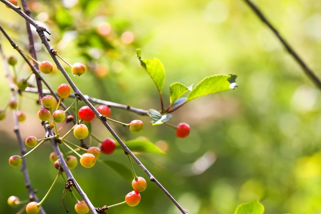 Ripe cherries on tree branches Fresh red cherry fruits in summer garden in the countryside