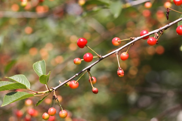 Ripe cherries on tree branches Fresh red cherry fruits in summer garden in the countryside