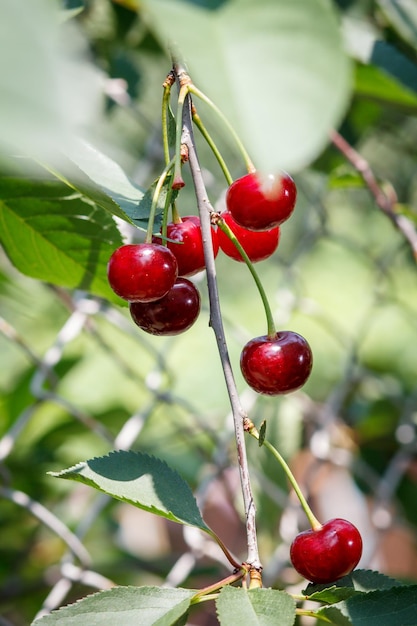 Ripe cherries on the tree in the garden in sunny summer day with green leaves on the background