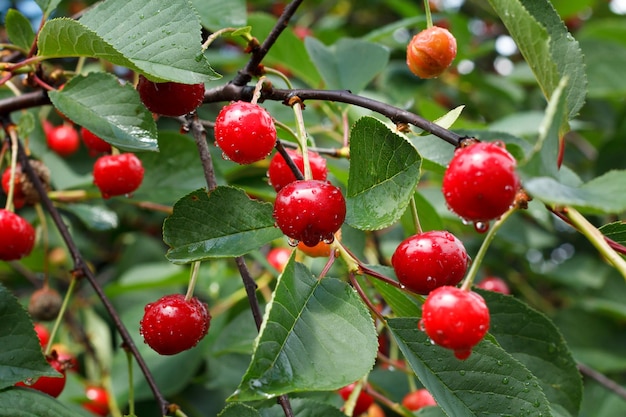 Ripe cherries on the tree in the garden in sunny summer day