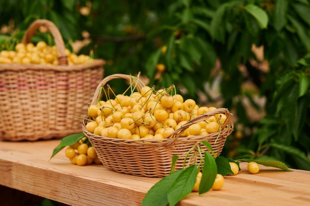 Ripe cherries in a wicker basket