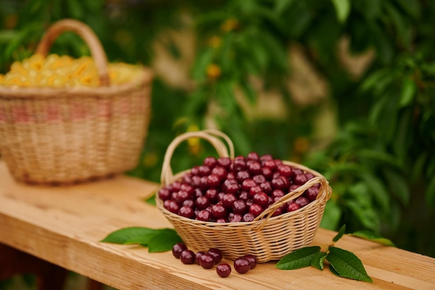 Ripe cherries in a wicker basket