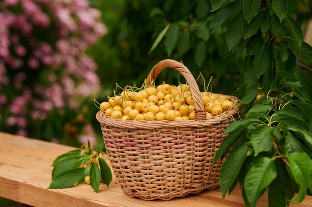 Ripe cherries in a wicker basket