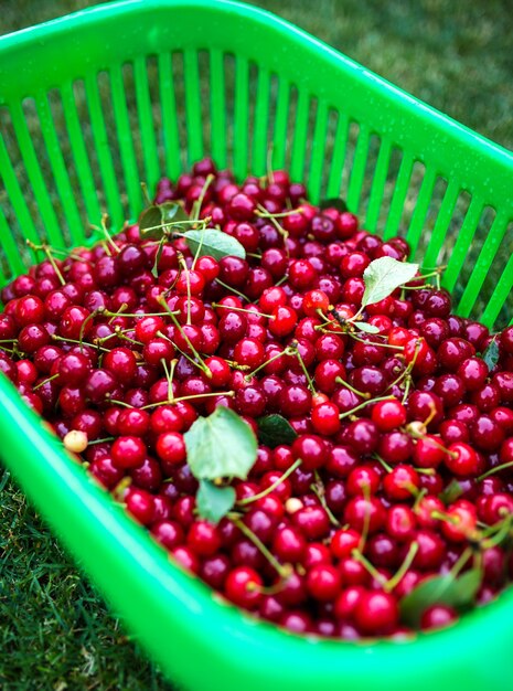 Ripe cherries with stalks and leaves in basket after harvest.