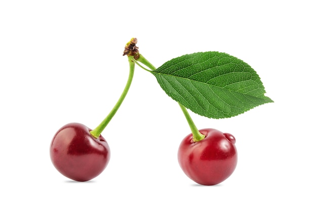 ripe cherry berries on a branch isolate on a white background