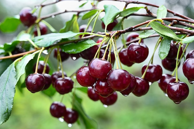 Ripe cherry berries on a branch