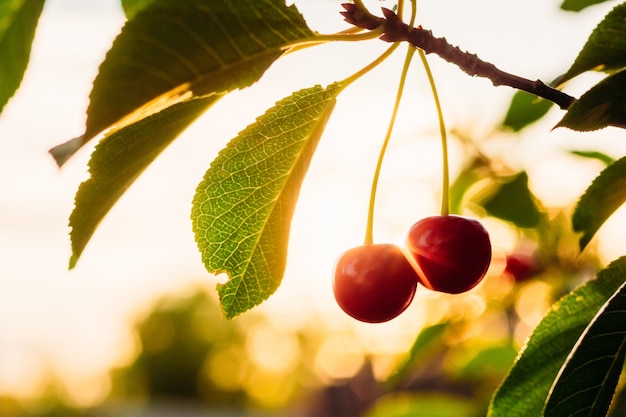 Ripe cherry berries in yellow backlight