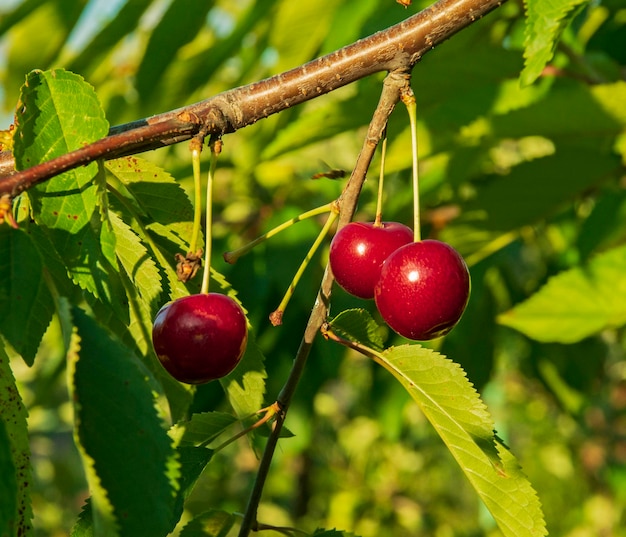 Ripe cherry fruits on a tree branch