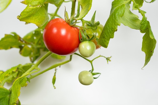 Ripe cherry tomatoes on a branch on a white background