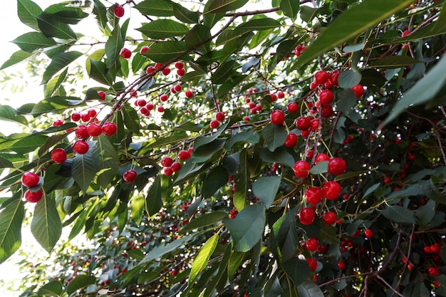 Ripe cherry on tree. Harvesting berries in summer. Natural food, eco-farm. Juicy summer background.