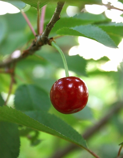 Ripe cherry on a tree