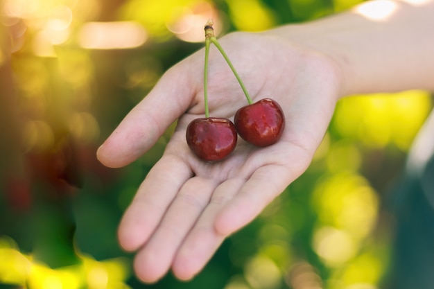 Ripe cherry two pieces on the palm