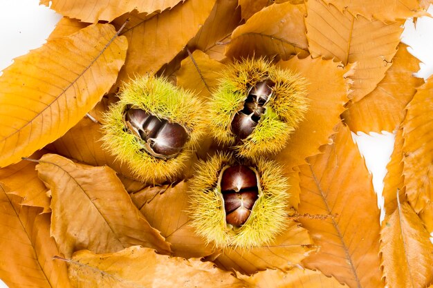 Ripe chestnuts close up. Raw Chestnuts for Christmas. Fresh sweet chestnut. Castanea sativa top wiew. Food background.