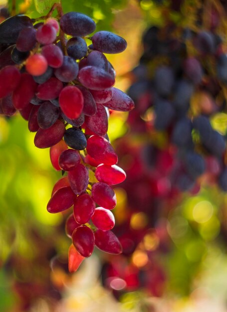 Ripe clusters of moldovan purple wine grapes in greece